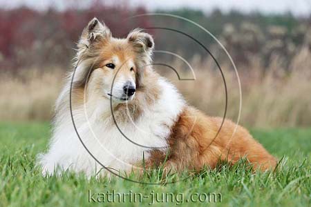 Langhaarcollie Herbst Rüde liegt im Gras
