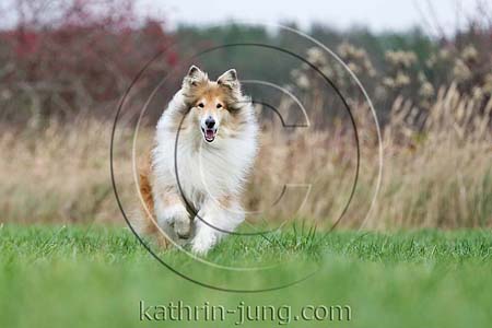 Langhaarcollie Herbst Rüde Action rennt Wiese