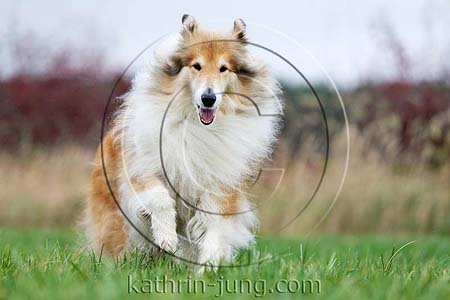 Langhaarcollie Herbst Rüde Action rennt Wiese Collie Rassehund