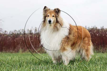 Langhaarcollie Herbst Rüde steht Rassehund