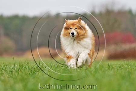 Langhaarcollie Herbst Action Gras Rassehund