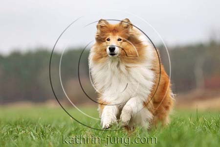 Langhaarcollie Herbst Action Gras Rassehund Colliehündin