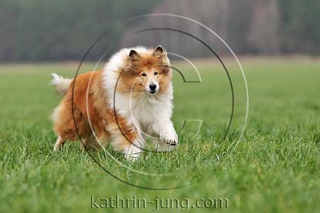 Langhaarcollie Herbst Action Gras Rassehund Colliehündin rennt