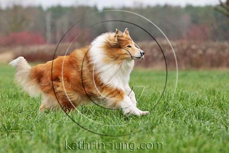 Langhaarcollie Herbst Gras Rassehund Colliehündin galoppiert