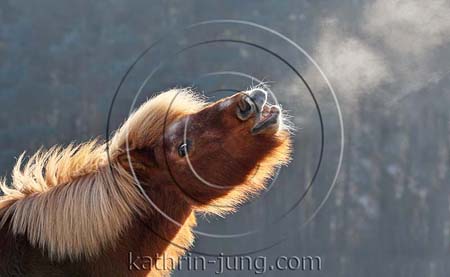 Pony flehmt Winter Pony flehmt Winter
