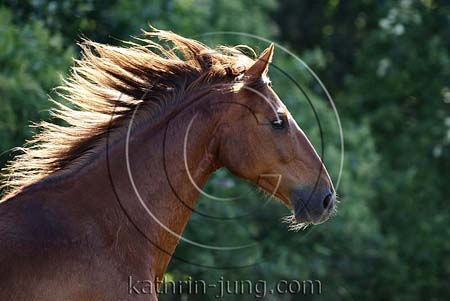 Portraits Pferd fliegende Mähne