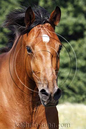 Portrait Pferd