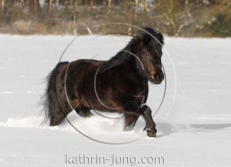 Shetlandponie im Schnee Shetlandponie im Schnee