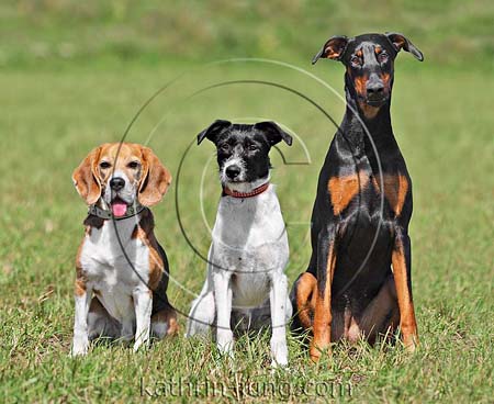 Dobermann Beagle Mischling in Reihe nebeneinander (ID:3708 ...