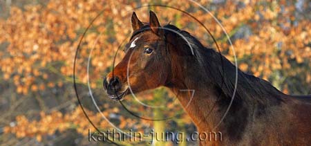 Portrait Pferd Herbst