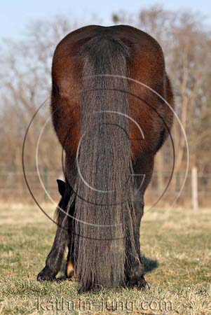 Pferd von hinten Schweif