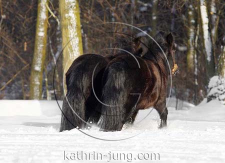Ponys im Schnee Ponys im Schnee