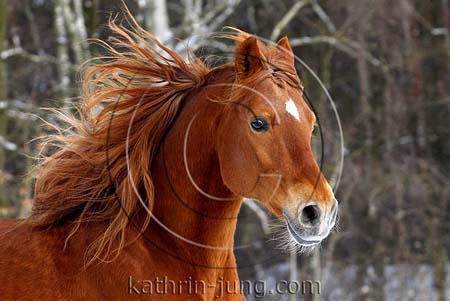Hengst Hengst