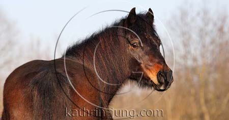 Deutsches Reitpony Deutsches Reitpony