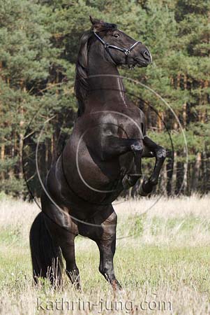 steigendes Pferd Araber steigendes Pferd Araber