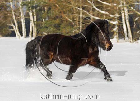 Shetlandpony im Schnee Shetlandpony im Schnee