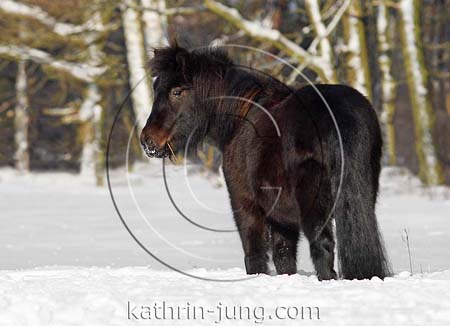 Pony im Schnee Pony im Schnee