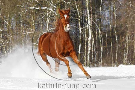 Missouri Foxtrotter im Schnee Missouri Foxtrotter im Schnee