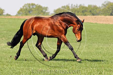 Hengst trabt