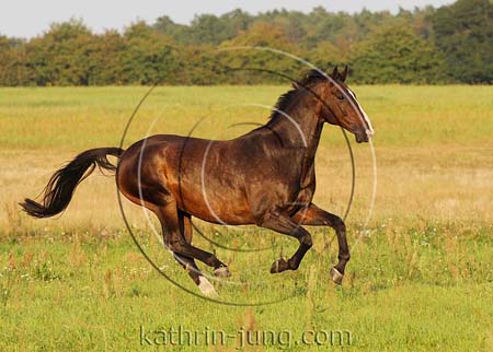 Holsteiner Galopp