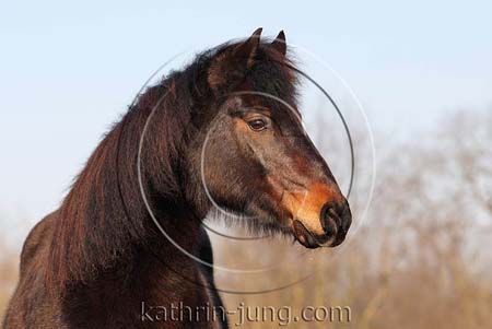 Pony Portrait Pony Portrait