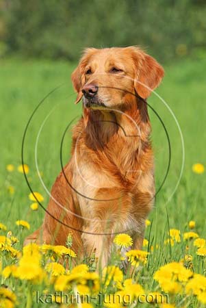 Golden Retriever Wiese