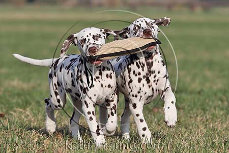 Dalmatiner traben Beißrolle im Gleichschritt (ID:4314) - Tierfotoarchiv