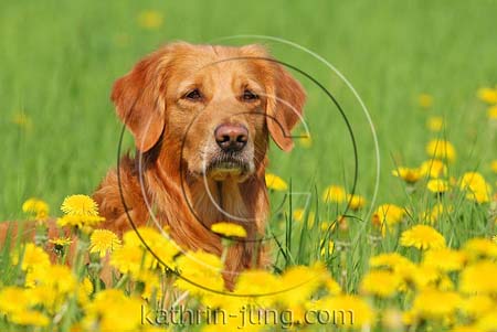 Golden Retriever Golden Retriever