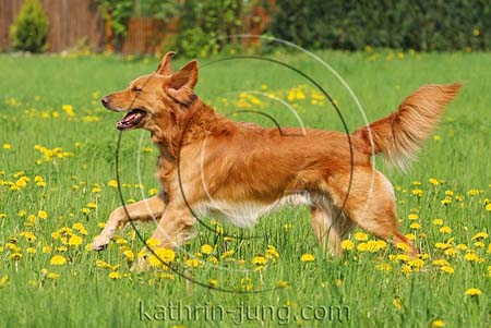 Golden Retriever Golden Retriever