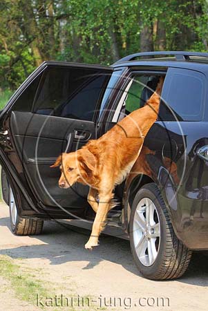 Golden Retriever Auto Golden Retriever Auto