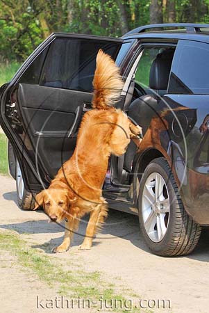 Golden Retriever Auto Golden Retriever Auto