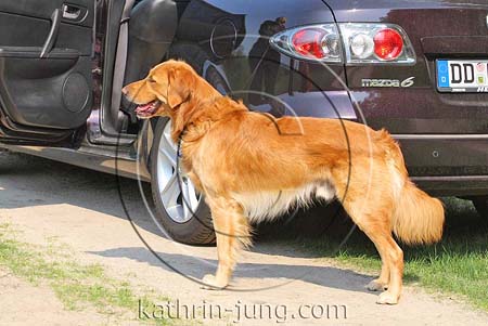 Golden Retriever Auto Golden Retriever Auto
