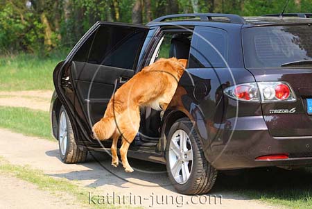 Golden Retriever Auto