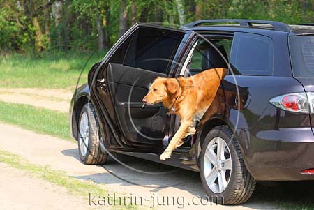 Golden Retriever springt aus Auto