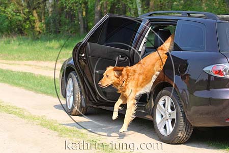 Golden Retriever springt aus Auto