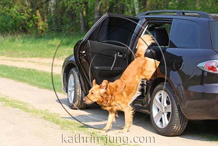 Golden Retriever springt aus Auto Golden Retriever springt aus Auto