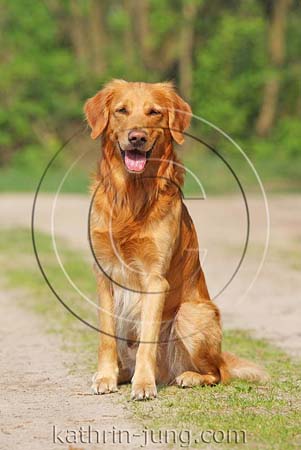 Golden Retriever Golden Retriever