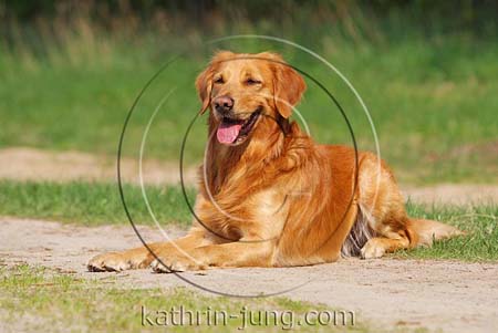 Golden Retriever im Platz Golden Retriever im Platz