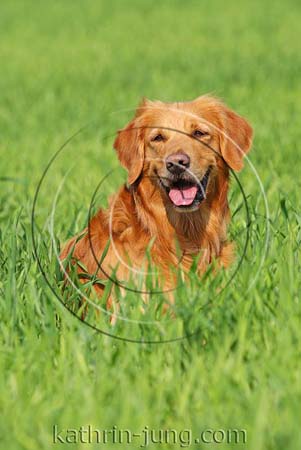 Golden Retriever