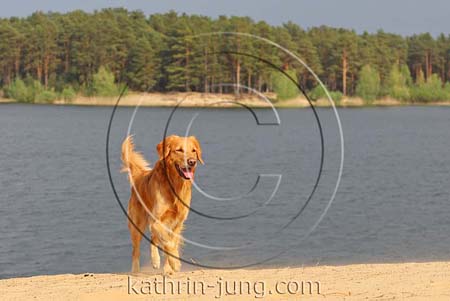 Golden Retriever am See Golden Retriever am See