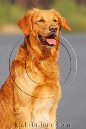 Golden Retriever Golden Retriever