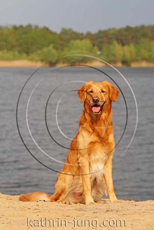 Golden Retriever am See Golden Retriever am See