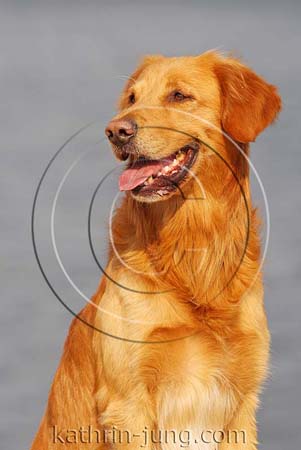 Golden Retriever Golden Retriever