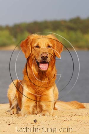Golden Retriever am See Golden Retriever am See