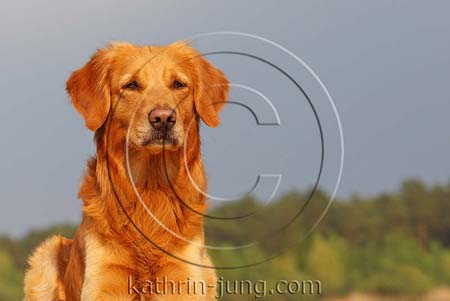 Golden Retriever Golden Retriever