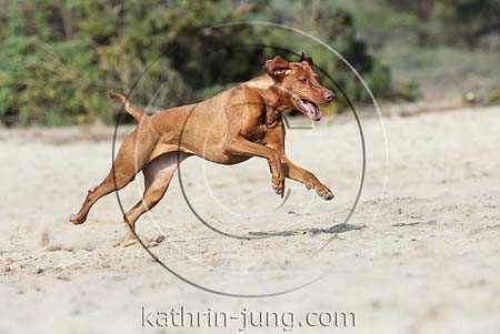 Magyar Vizsla in Action rennt Heide