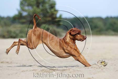 Magyar Vizsla in Action stoppt Vorderbeine im Sand