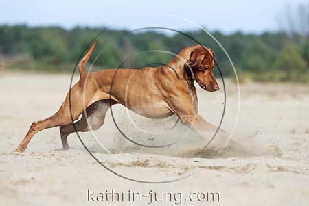 Magyar Vizsla in Action stoppt Sand stiebt