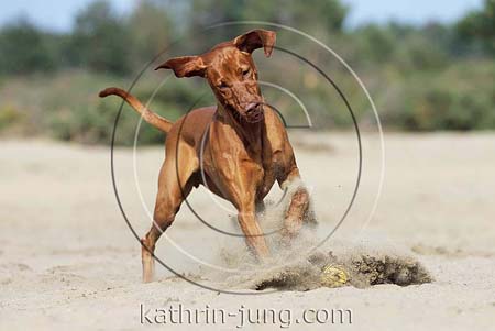 Magyar Vizsla in Action stoppt Sand stiebt spielt