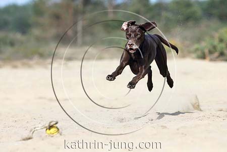 Weimaranermischling fliegt